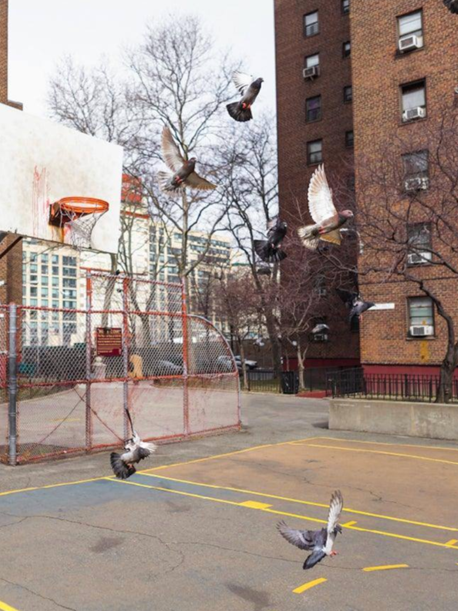 Brooklyn Jets
