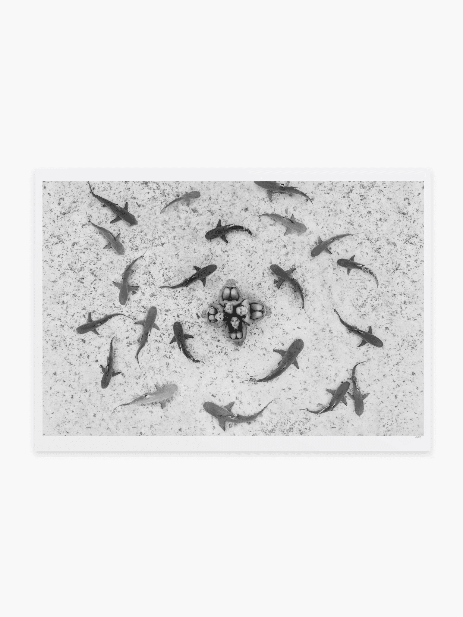 Sharks