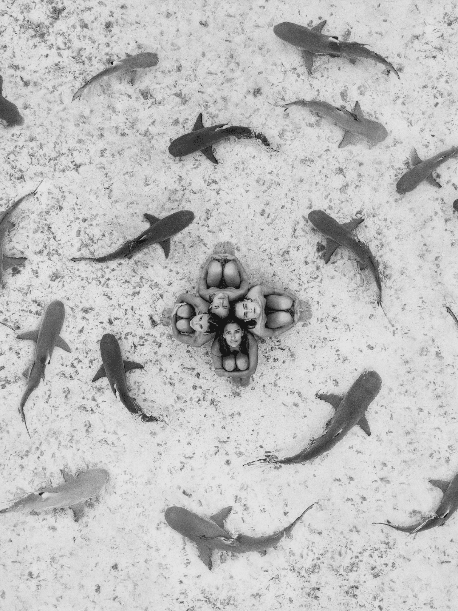 Sharks