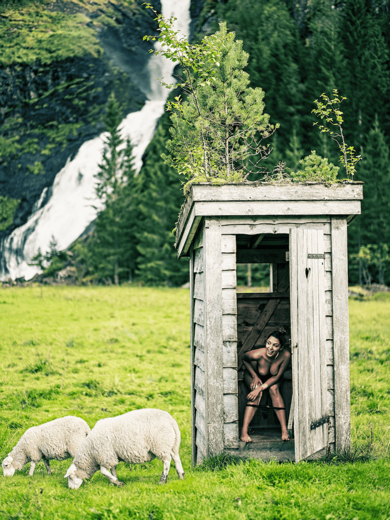 Sheep