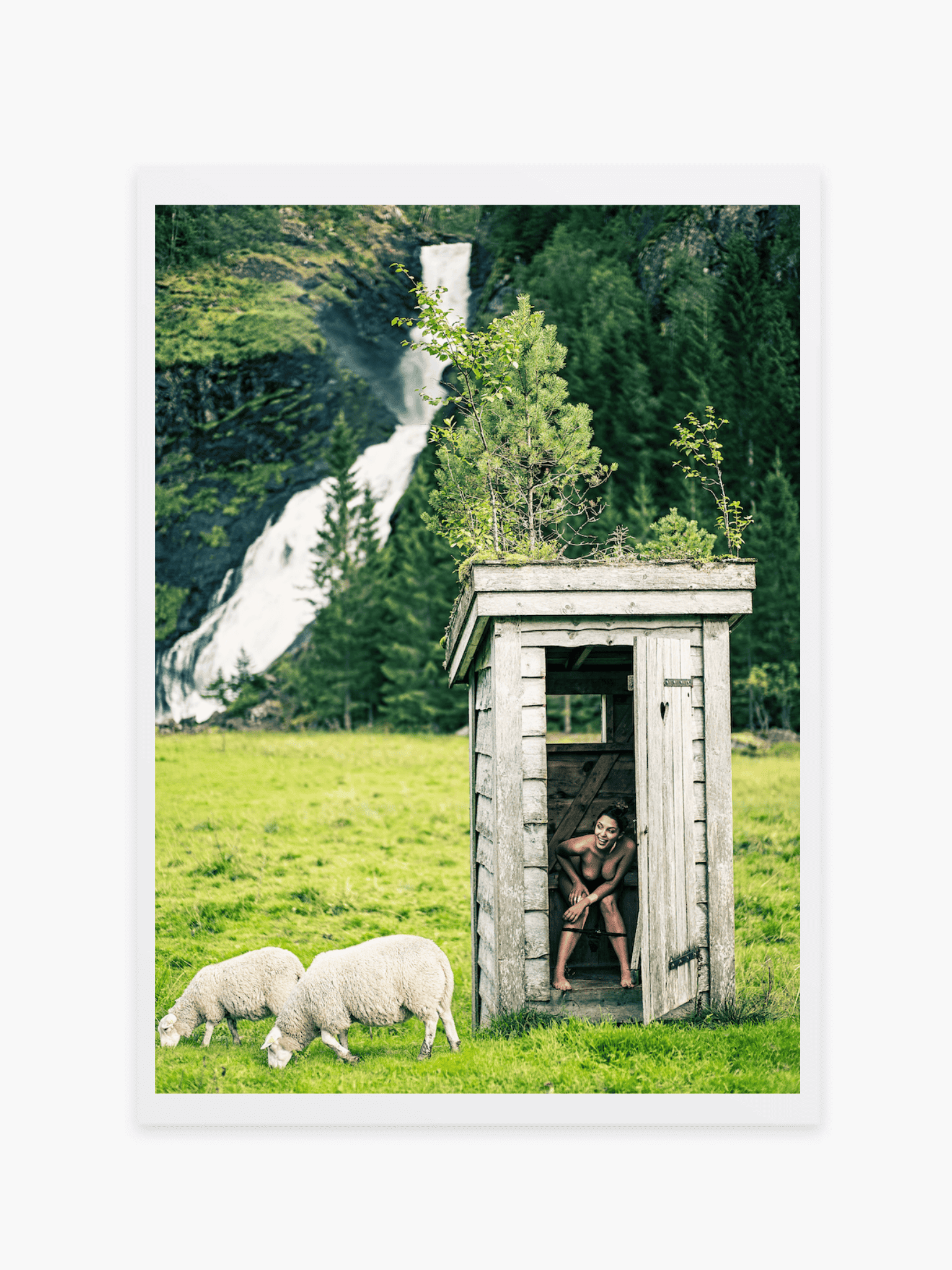 Sheep