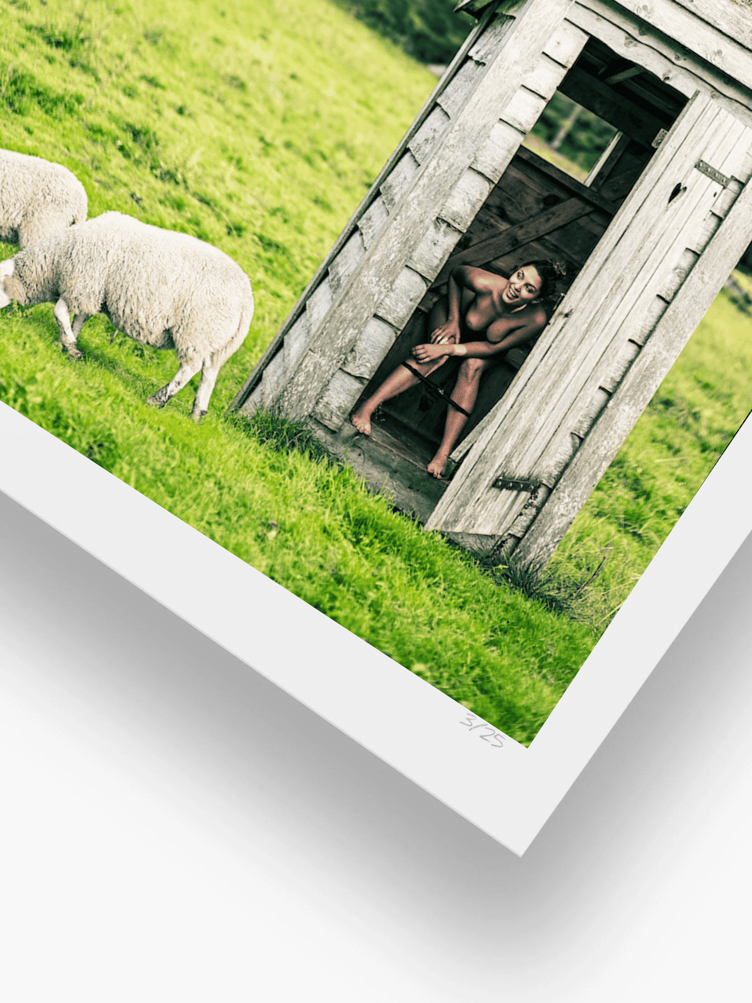 Sheep
