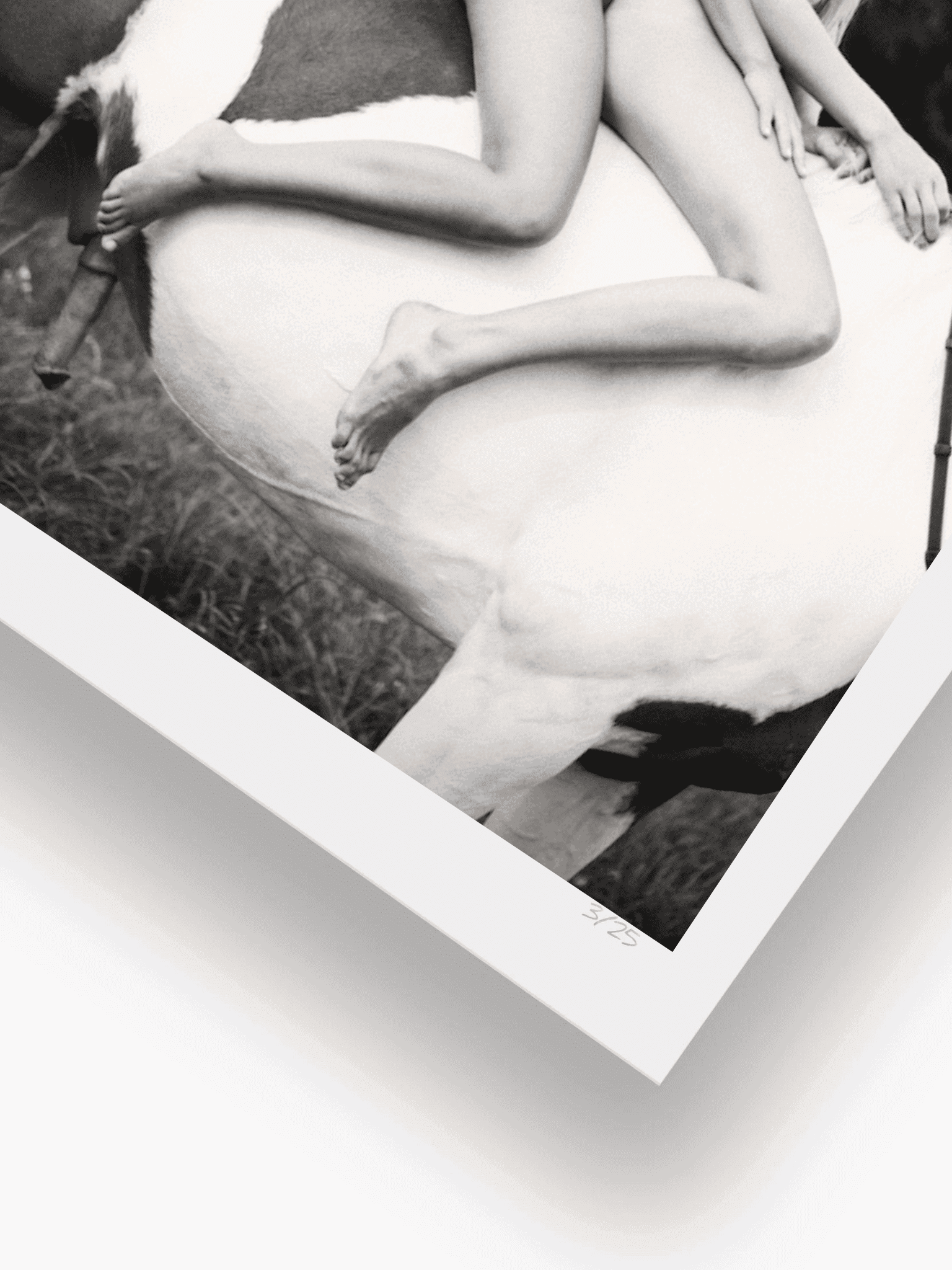 Horse Hard On