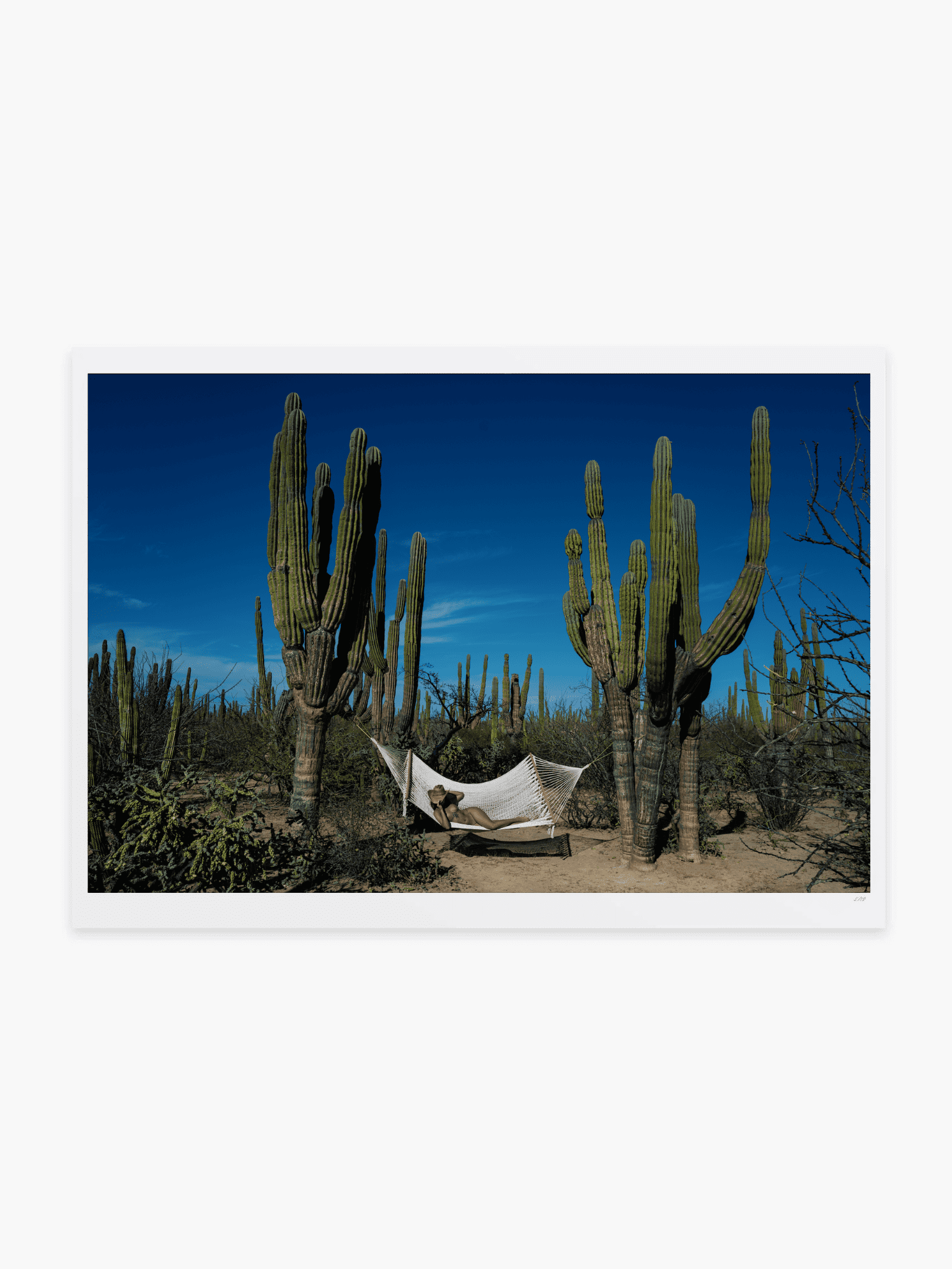 Between Two Cacti