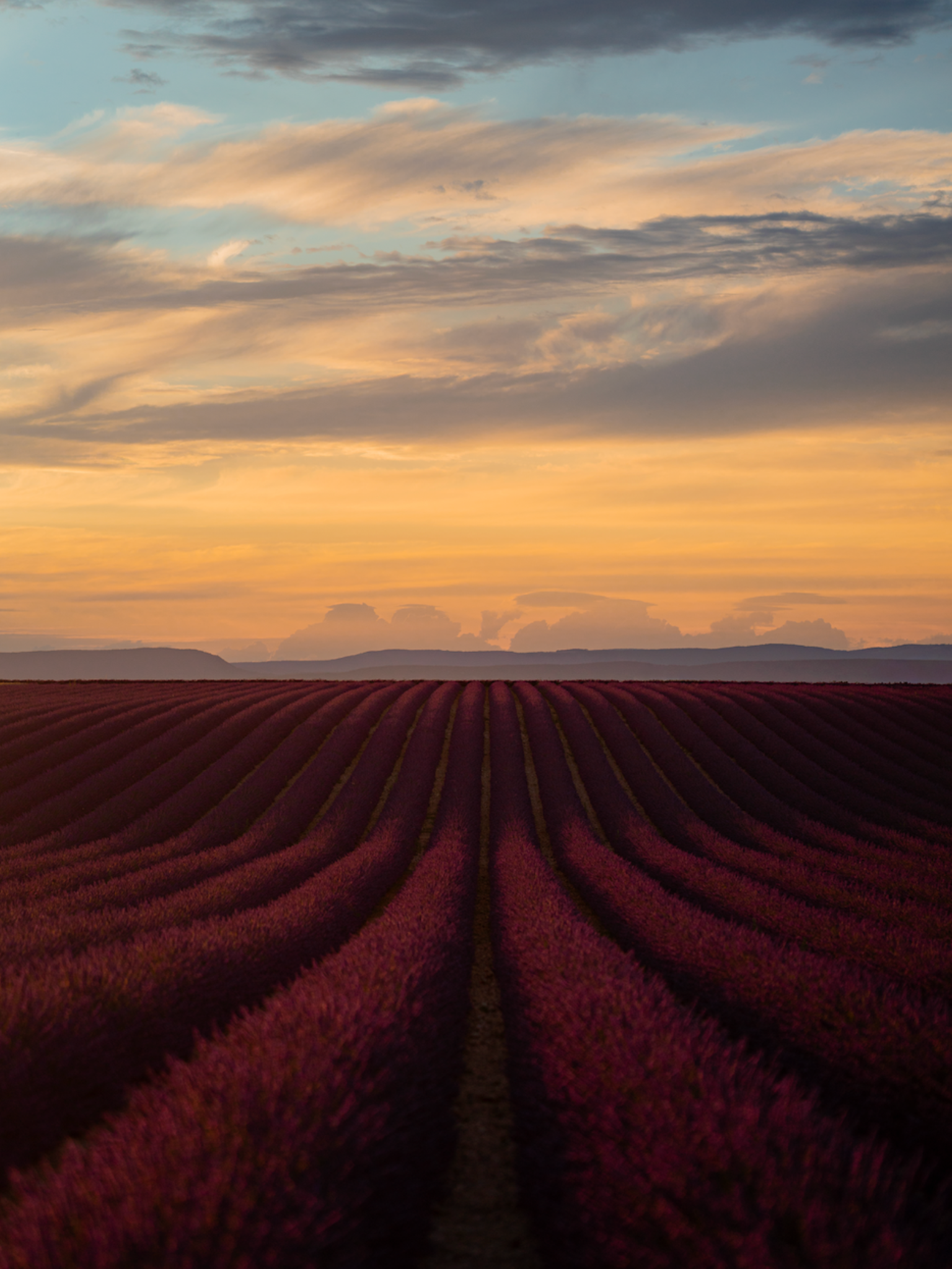 Lavender Field II