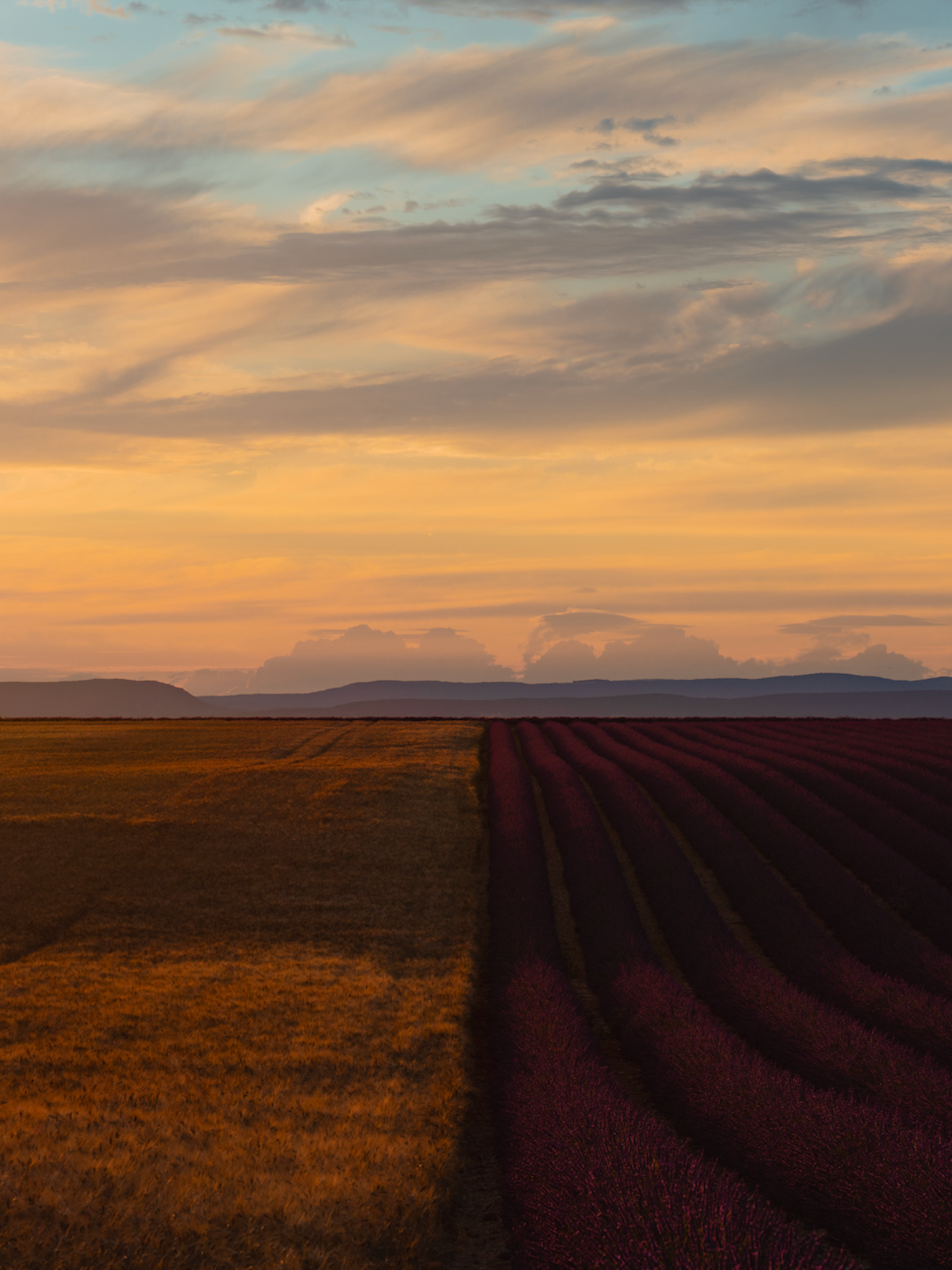 Lavender Field I